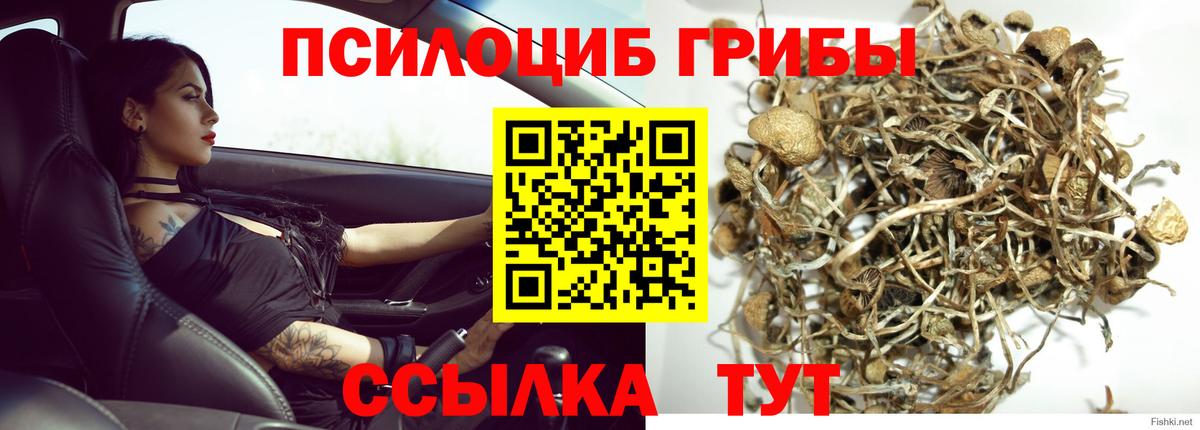 Тейково  Псилоцибиновые грибы Cubensis  Вход с VPN 